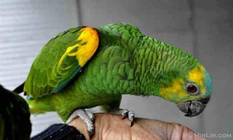 Papagall qe mesohet te flas Amazon