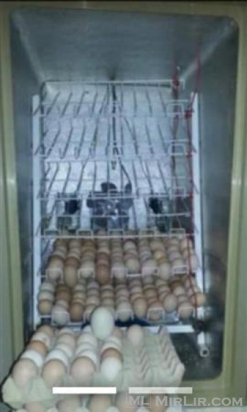 Inkubatori Shitet, 420 vezë i merrë.