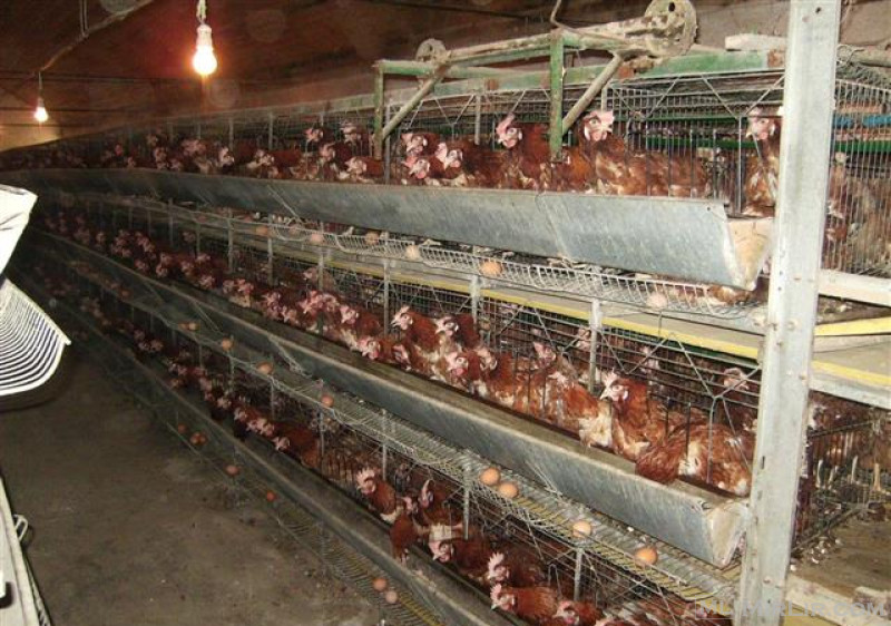 Shes kafaza të pulave vojse në kapacitet 1200copa, funksiona