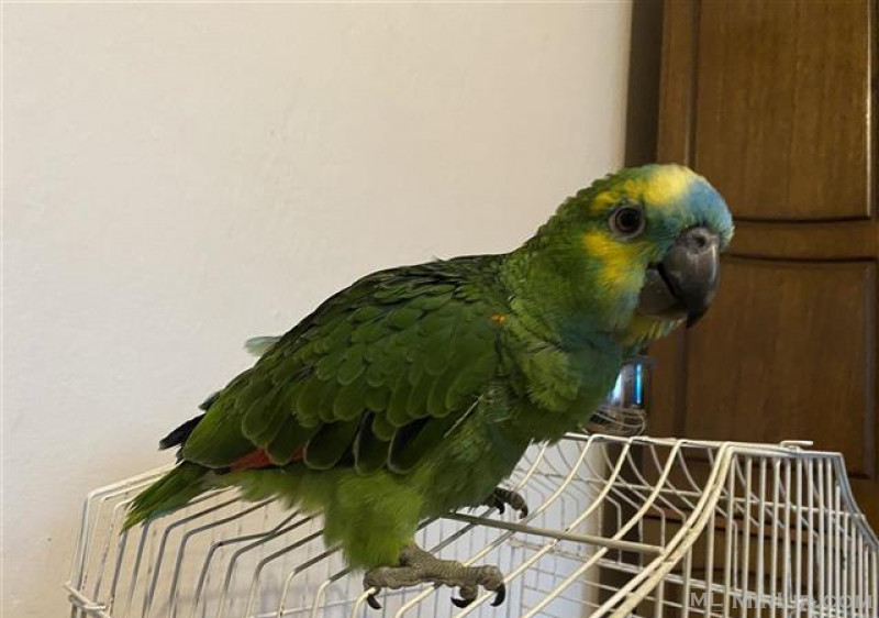 Papagall Amazon koke Blu qe flet