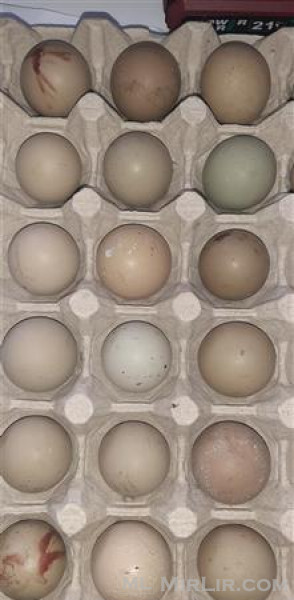 Shesim vez fazani për inkubator me çelje 100%