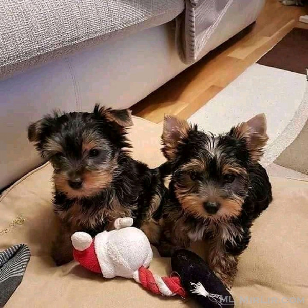 Awesome Yorkie Terrier puppies all ready
