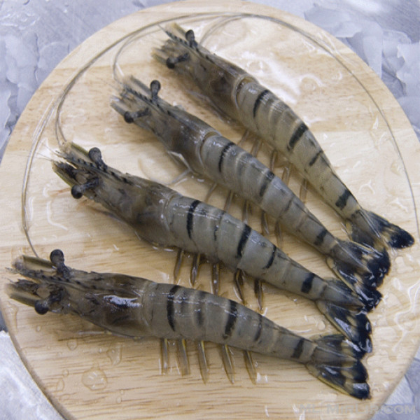 Furnizimi me karkaleca tigër të zi vietnamez || Furnizimi me karkaleca tigër të zi vietnamez