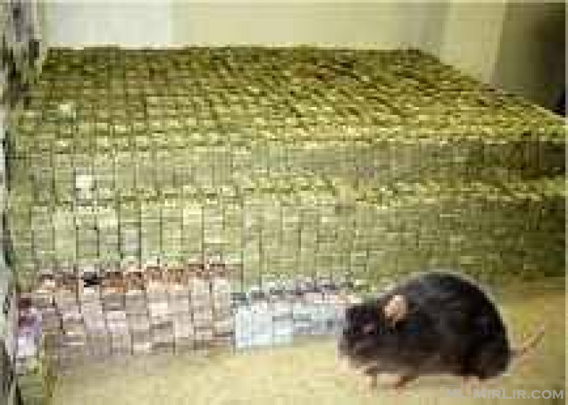 Short Boys - Spiritual Rats  (Amagudwane) That Brings Money For Hire Call / WhatsApp: +27722171549