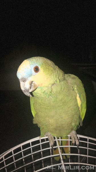 Papagall Amazon që flet
