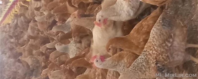 zogj pulari ferem per vez dhe per mish te vaksinuar 