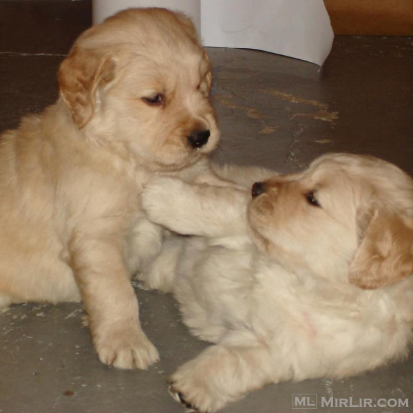 5 Generation Pedigree Golden Retrievers Puppies