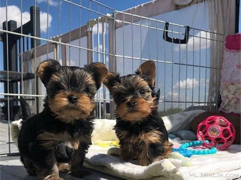 Yorkie female & male 3MONTHS old