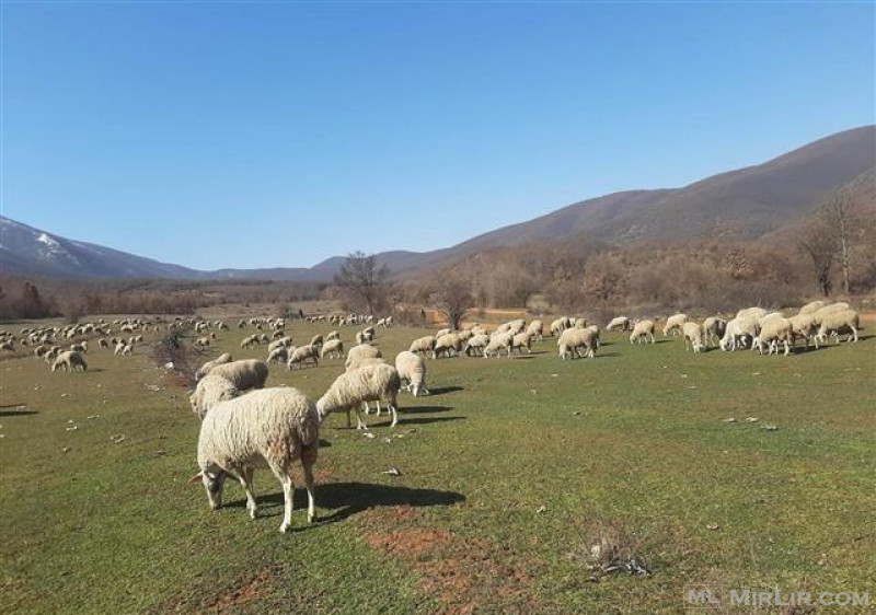 She\'s delet dhe kinxhat,ne Tetove