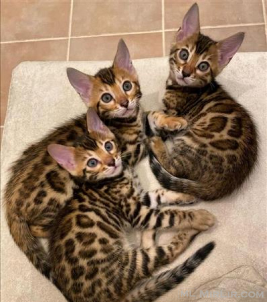 Baby Bengal & Sphynx Kittens