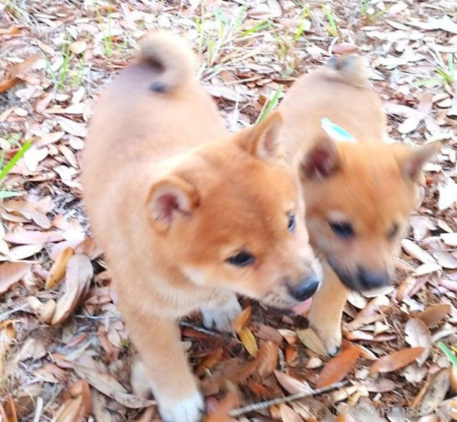 Lovely Shiba Inu Puppies