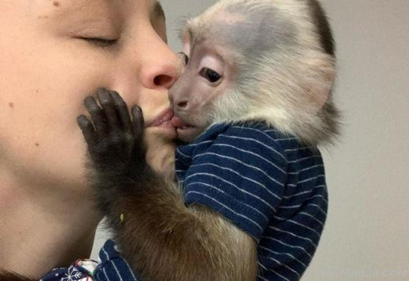 Shiten majmuna kapuçine bebe te shendetshme