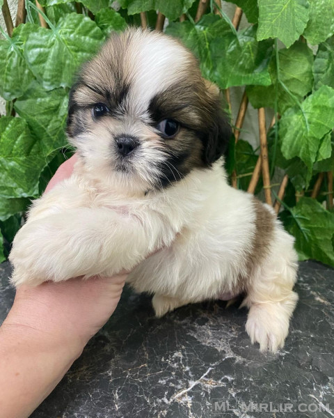 ORIGINAL QUALITY SHIHTSU PUPPIES FOR REHOMING