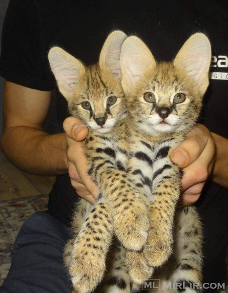 caracal, serval, savannah kitten available 