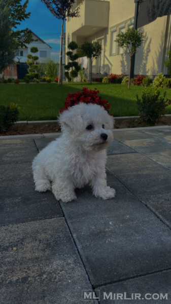 Bichon Frise 