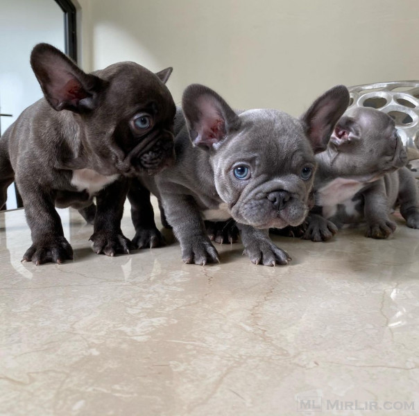 French Bulldogs Male and Female