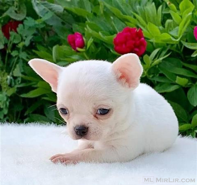 qenush i shëndetshëm Chihuahua për zhvendosje