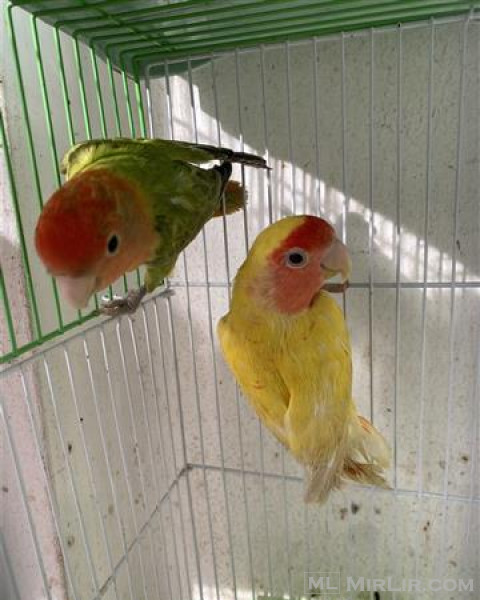Papagaj love birds