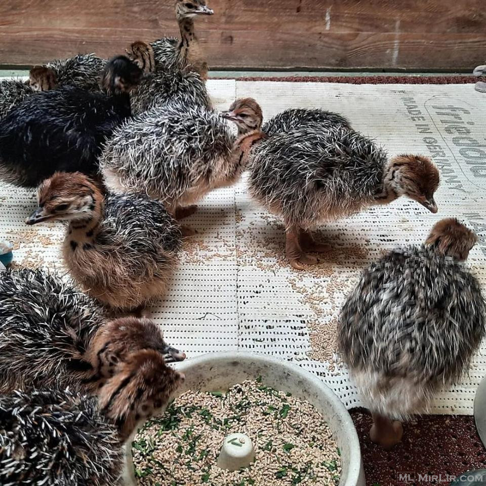 Ostrich Chicks and eggs for sale.