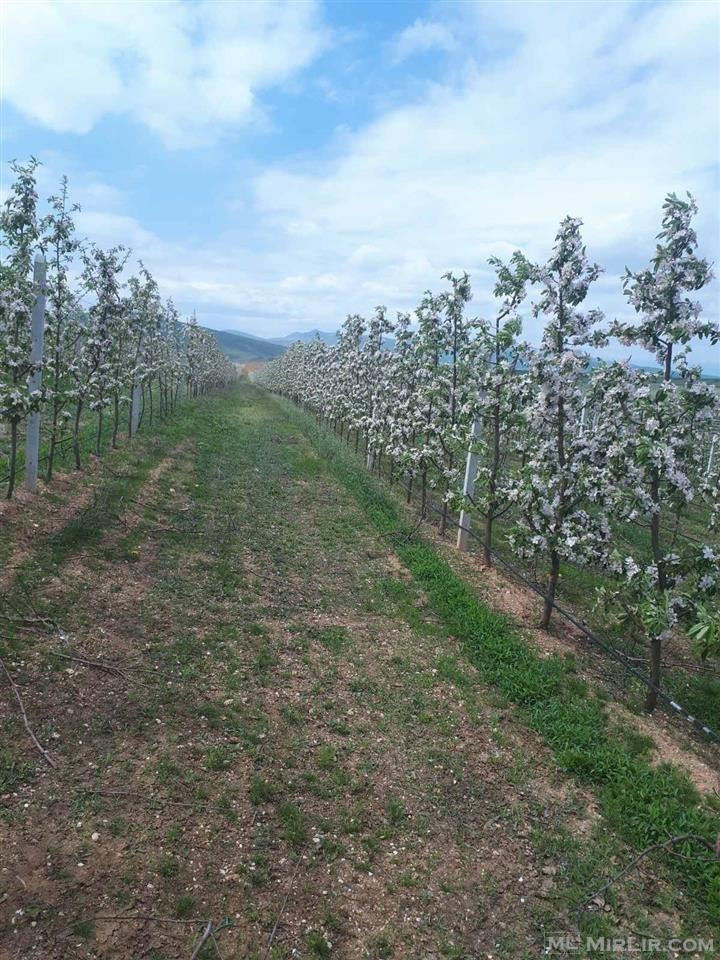 Shiten 10 hektarë tokë me molla në Banjë të Malisheves!