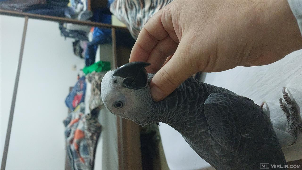 Papagall african grey