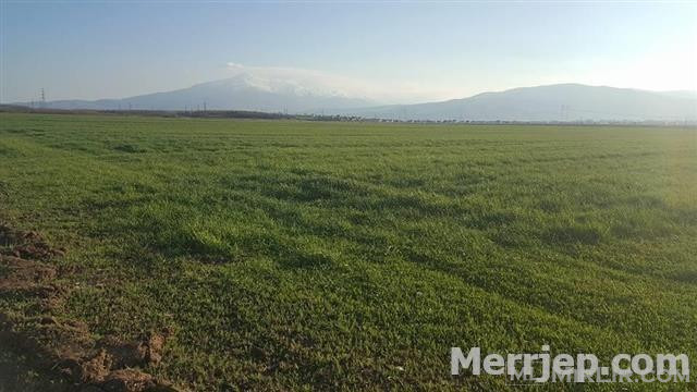 LINA-SHITEN 6.8 hek.tokë në Bibaj Ferizaj