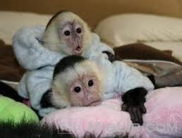 Majmunë të bukur të bukur, të trajnuar në shtëpi, të 