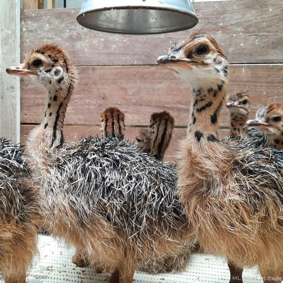 Ostrich Chicks and fertile eggs available for sale