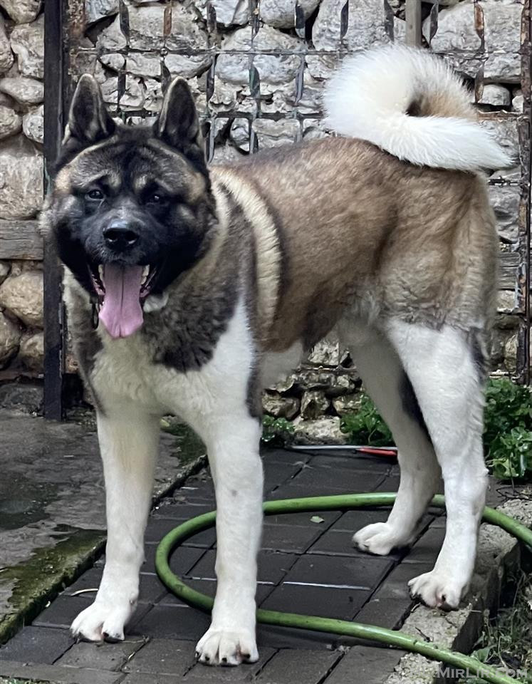 Akita Amerikan