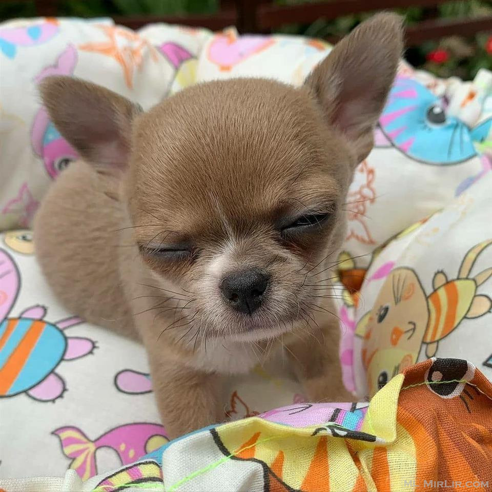 Shitet qenush i shendetshem Chihuahua