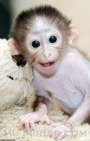 Prekrasni ljupki majmuni, dresirani kod kuće, cijepljeni, 