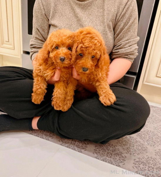 Beautiful  Poodles Puppies
