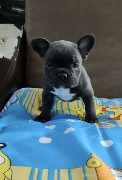 bulldog puppy online Website......https://happybarkfrenchies.com/
