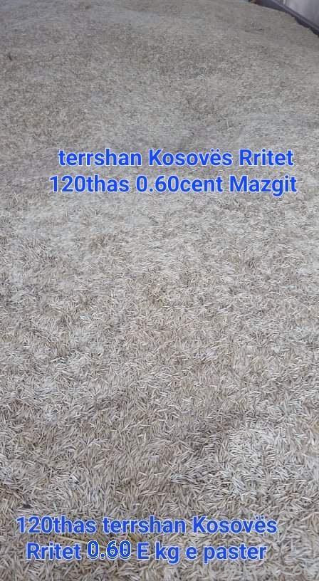 Terrshan Kosovës Rritet 80thas 0.60cent Kg Mazgit 18€~thesi 