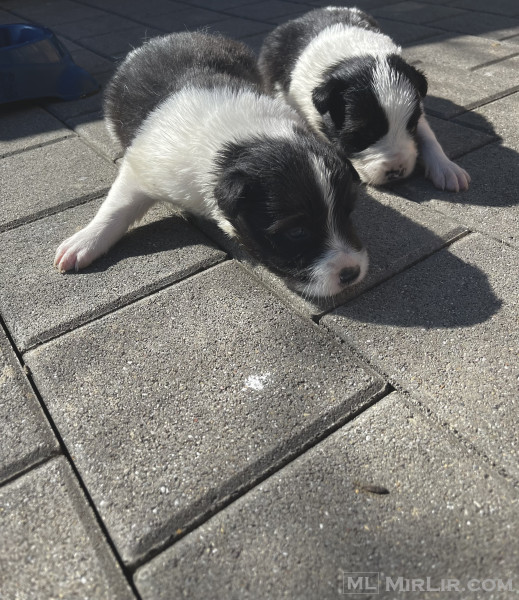 Border collie