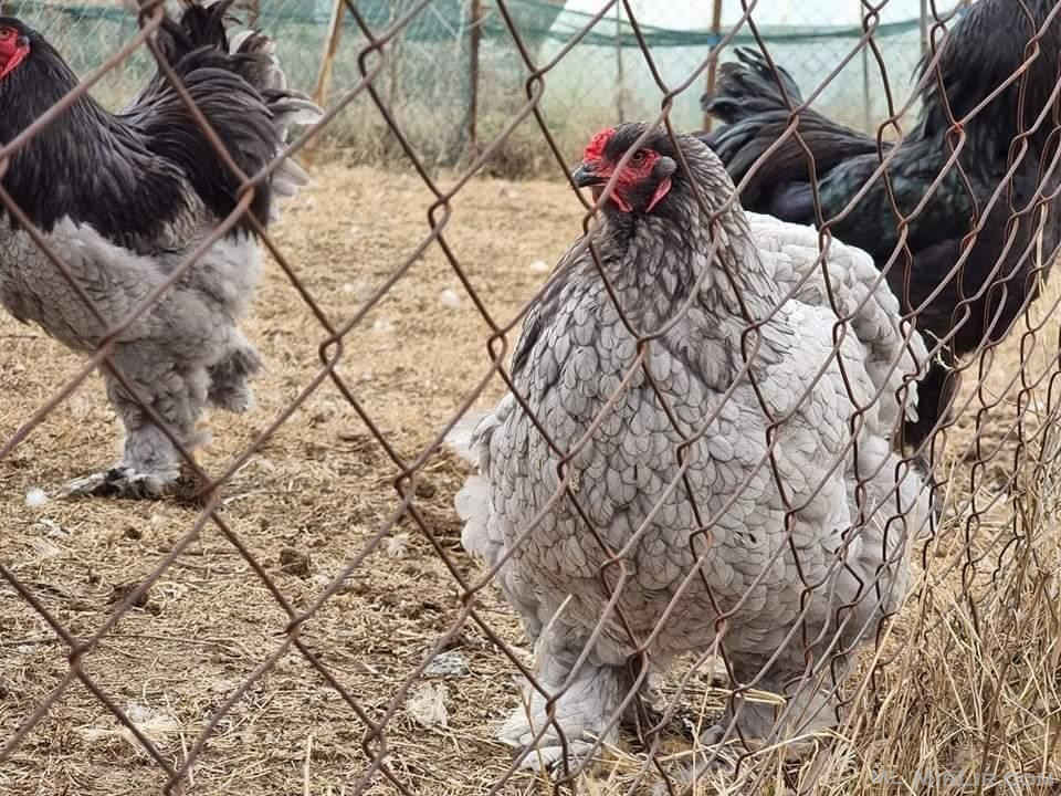 Shes vezë të pulave Brahma, Gjilan.