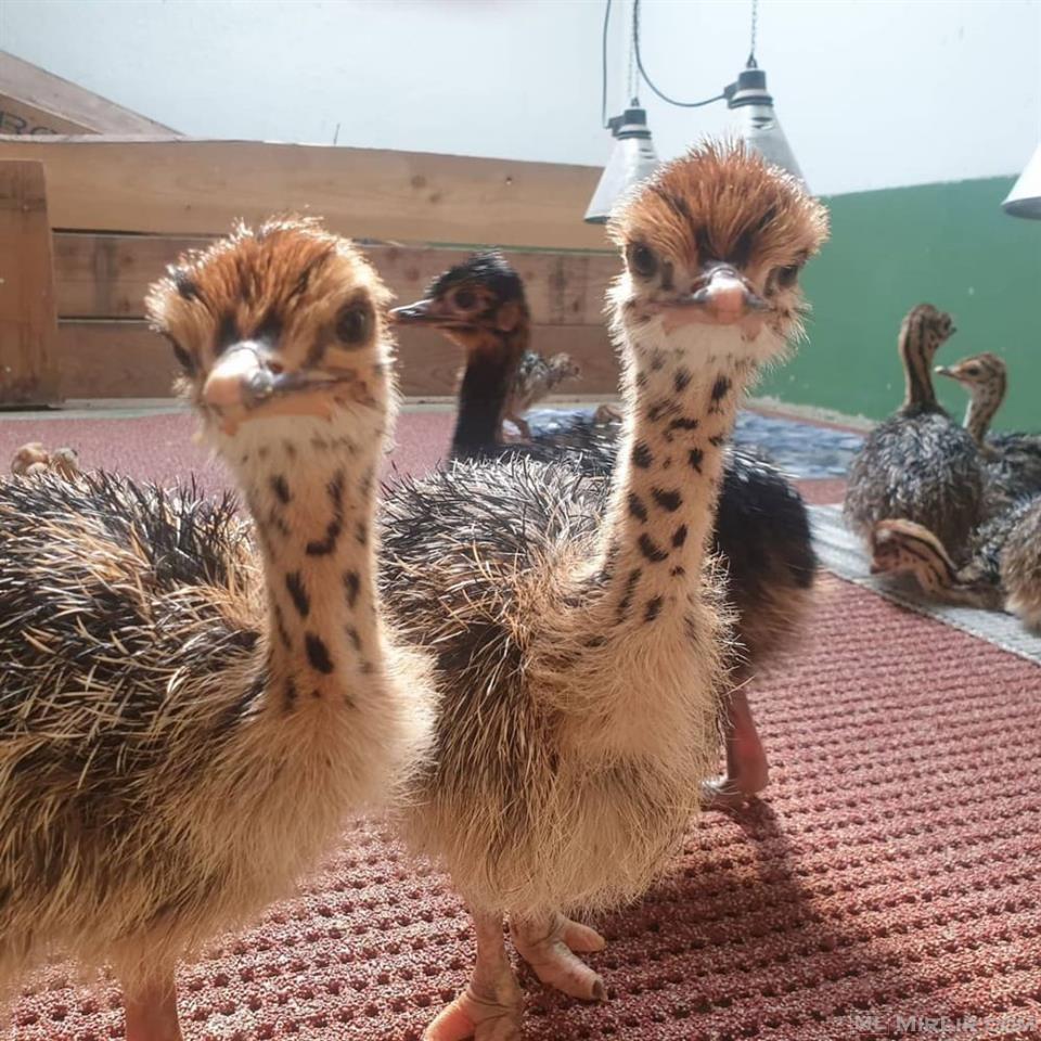 Ostrich Chicks and eggs for sale. 