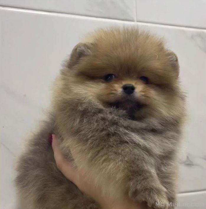Pomeranian Baby Doll Shitje 