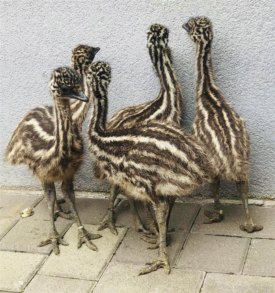 Emu (Struc)