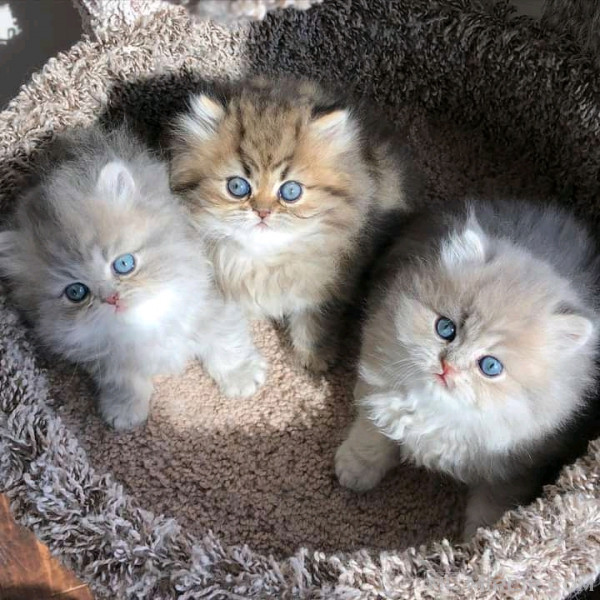 Gorgeous full  persian kittens Whatsapp me at  +31623136056