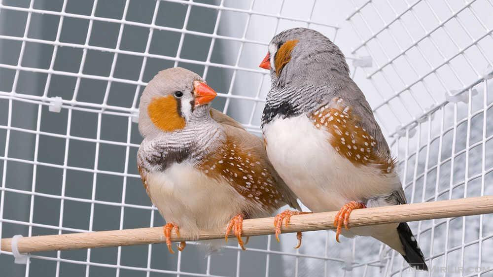 “Zogjtë e fatit” ndihmojnë në trajtimin e depresionit