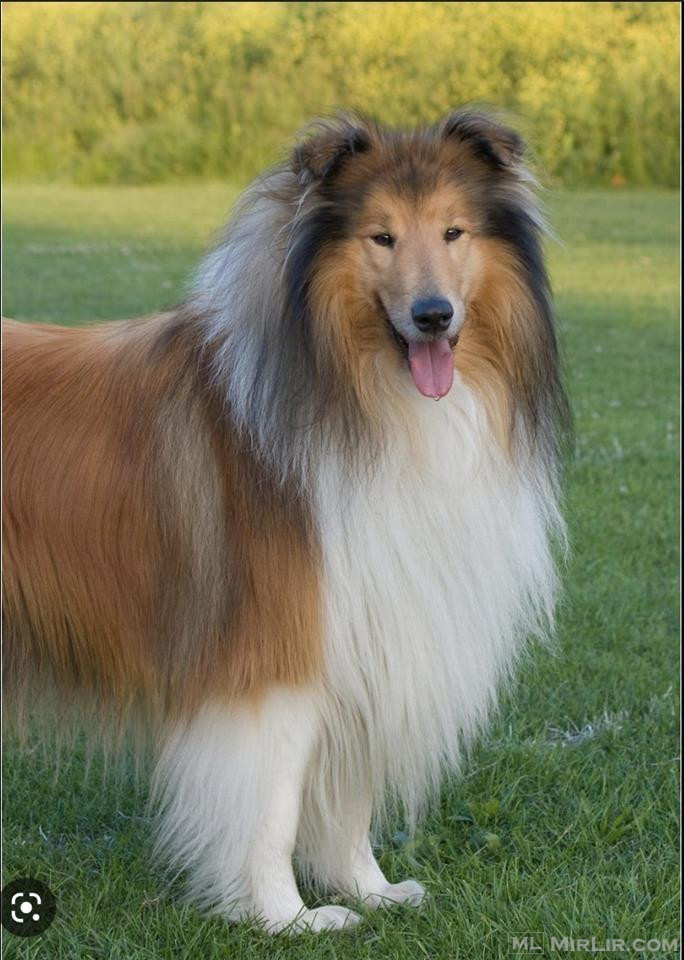 Lassie Collie