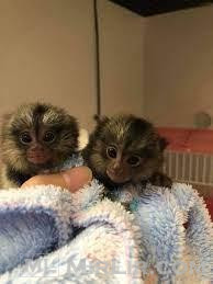 Majmunë të bukur të bukur, të trajnuar në shtëpi, të vaksinu