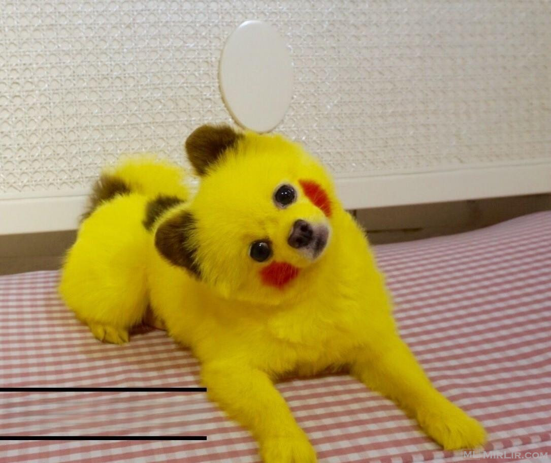 Pomerian Boo Pikachu