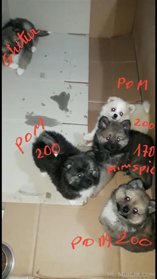Pomeranian/mini spitz (meshkuj & femer)