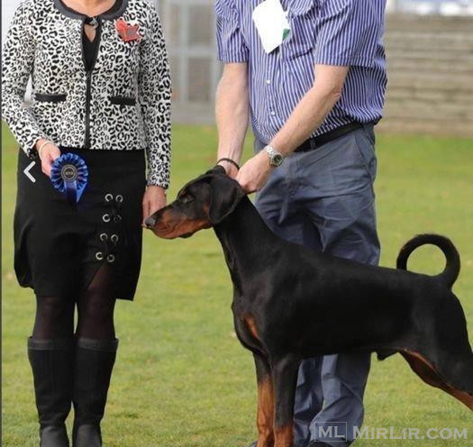 GATI PËR TË LARTË - Dobermann me cilësi të lartë