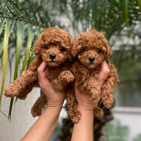 Toy Poodle puppies.  whatsapp +359882981794