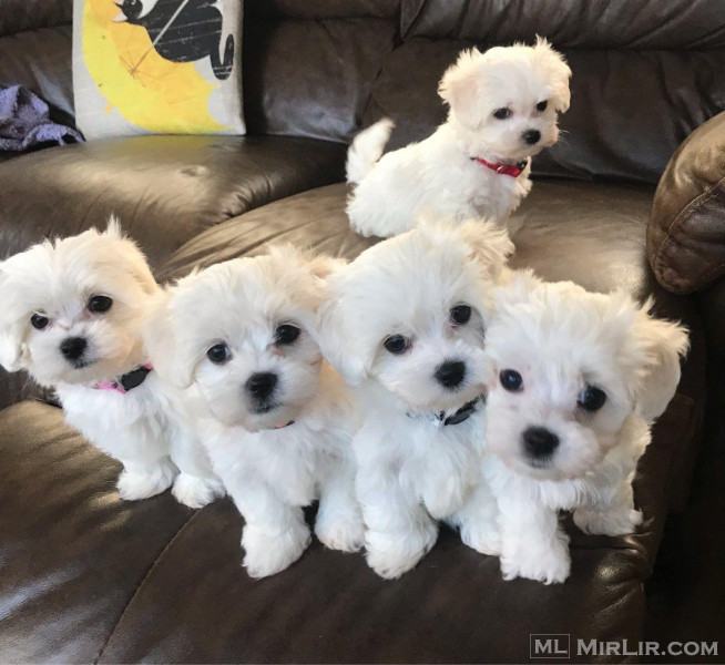 Maltese Puppies whatsapp +359882981794