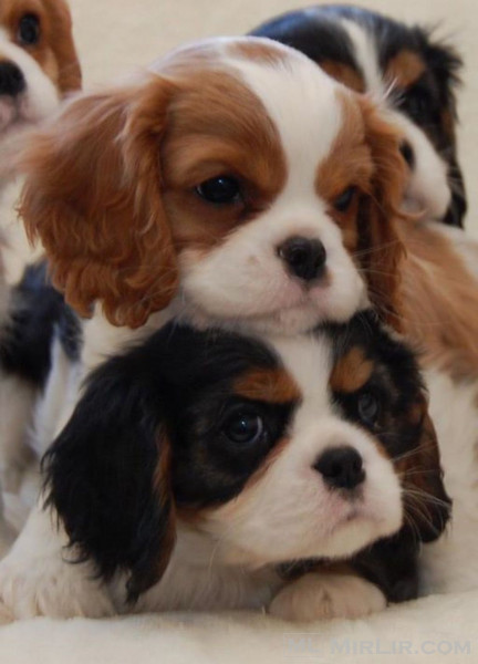 Na prodaju štenci Cavalier King Charles Spaniel