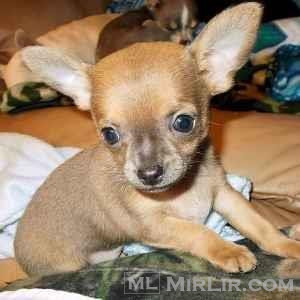 Këlyshët e bukur Chihuahua në dispozicion